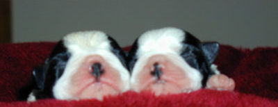 Puppies - 
