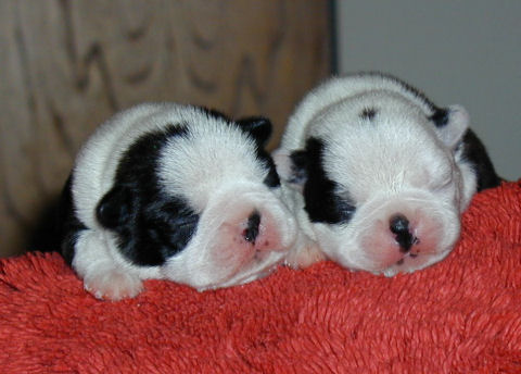 Nell & Jack - 7 Days Old