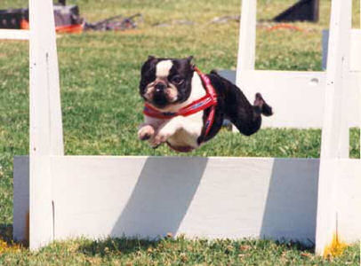 Doc Flyball Jump