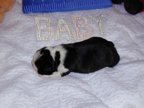 11 Days Old