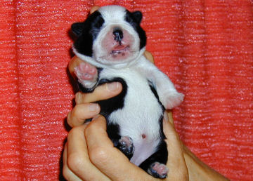 Kersee - 5 Days Old