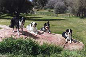 Pepper and friends at Cook Ranch